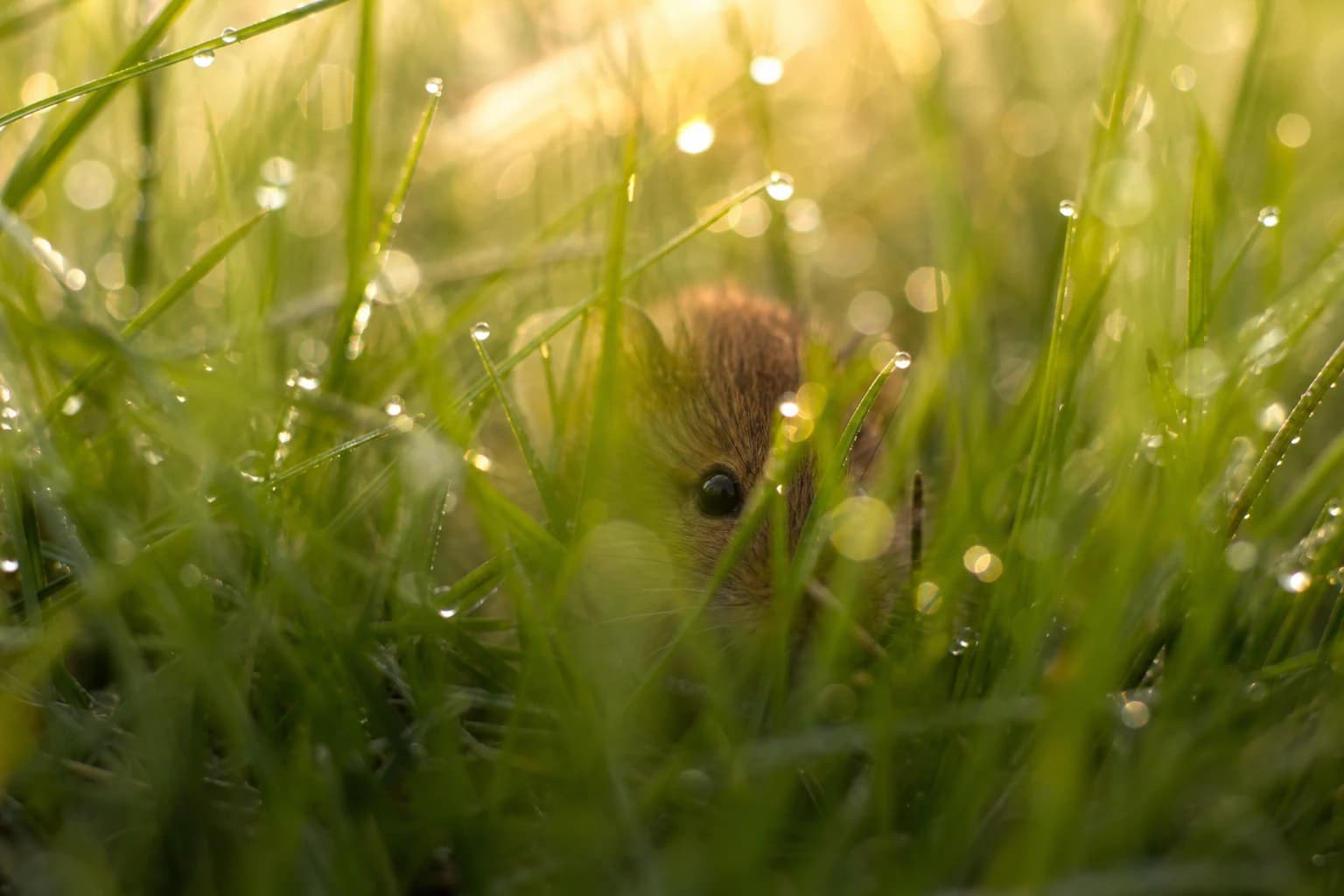 Morning Dew & Forest Creature AI Image Prompt Example