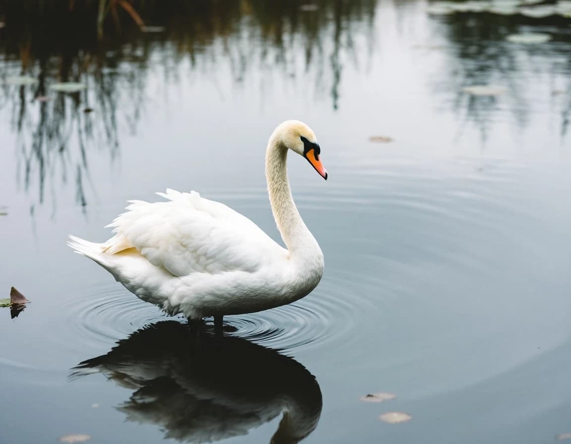 鏡面の池に佇む白鳥のAI画像プロンプト集｜静かな水面の反射